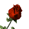 rose pour tous qui a visiter mon blog